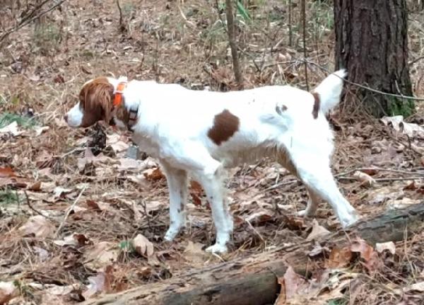 American Brittany