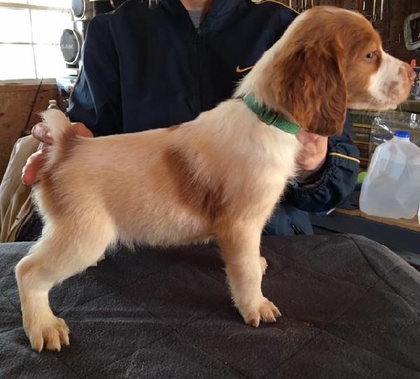 American Brittany