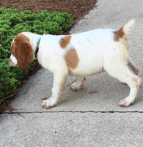 GREEN COLLAR MALE