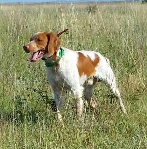 PUP FROM A PREVIOUS LITTER