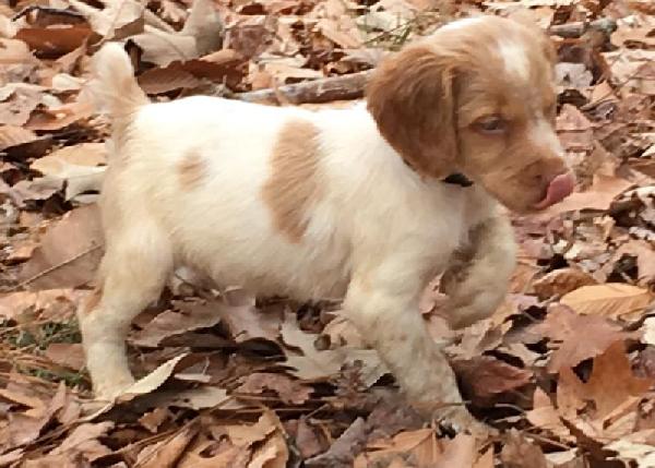 PUP FROM A PREVIOUS LITTER