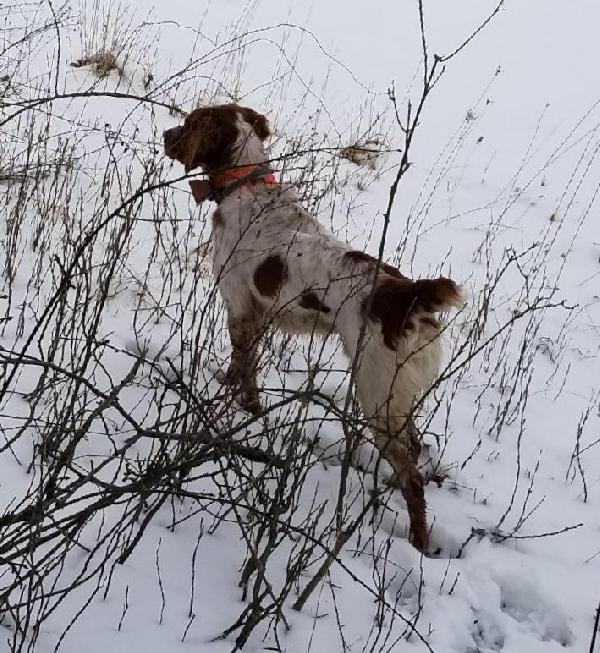 American Brittany