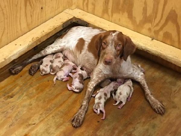 CURRENT ACE X HOPE LITTER