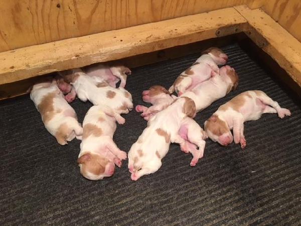 ACE X HOPE LITTER AT 3 WEEKS OLD