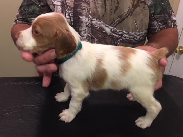LIGHT GREEN COLLAR - MALE