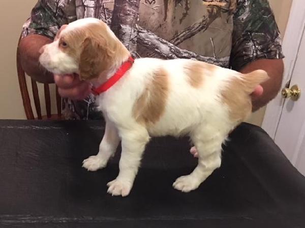 American Brittany