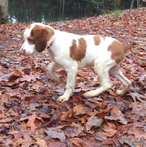 American Brittany