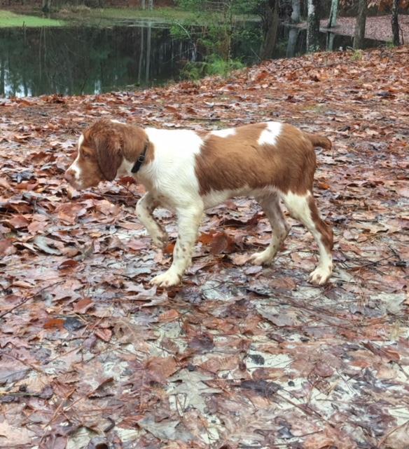 American Brittany
