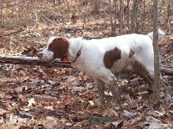 American Brittany