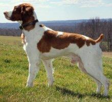 American Brittany