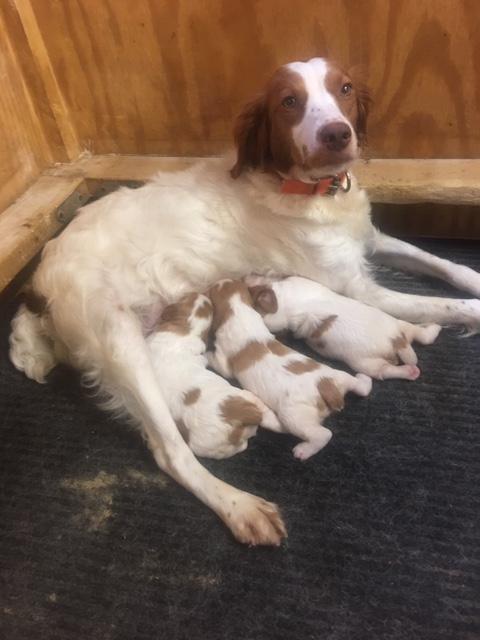 GAUGE X PEPPER PUPS