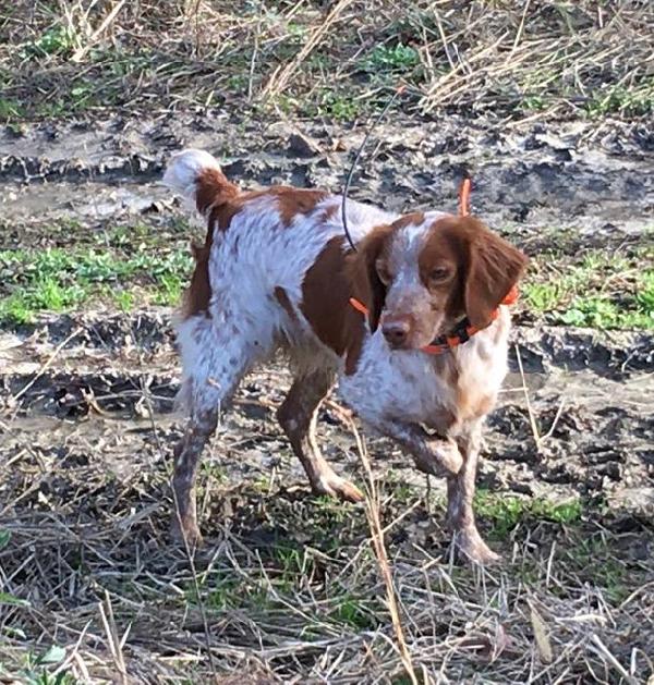 American Brittany