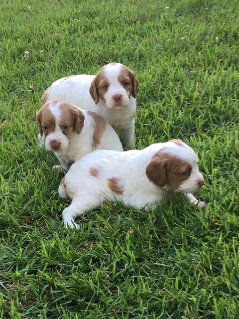 GAUGE X PEPPER PUPS