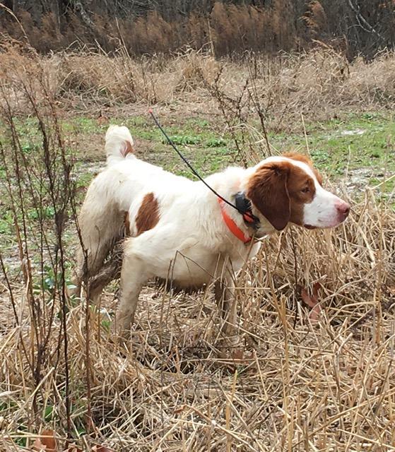 American Brittany