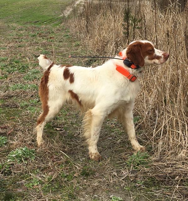 American Brittany
