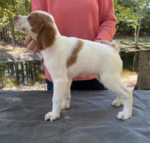 American Brittany