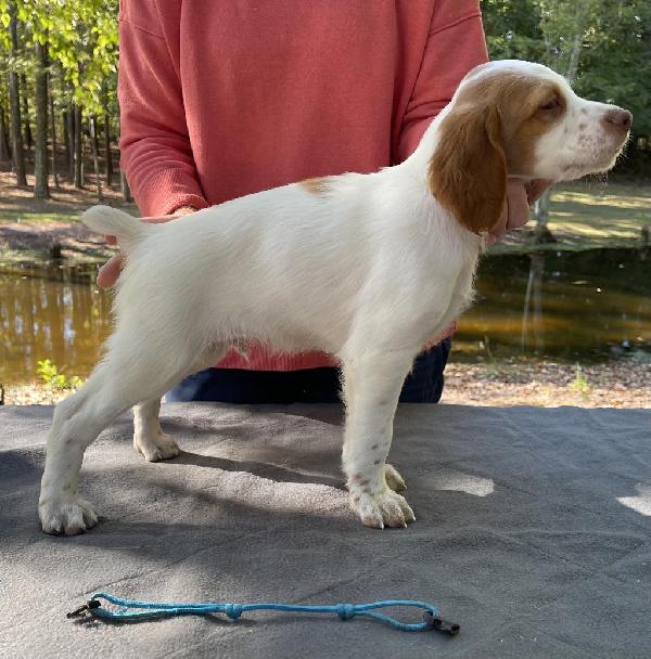 American Brittany