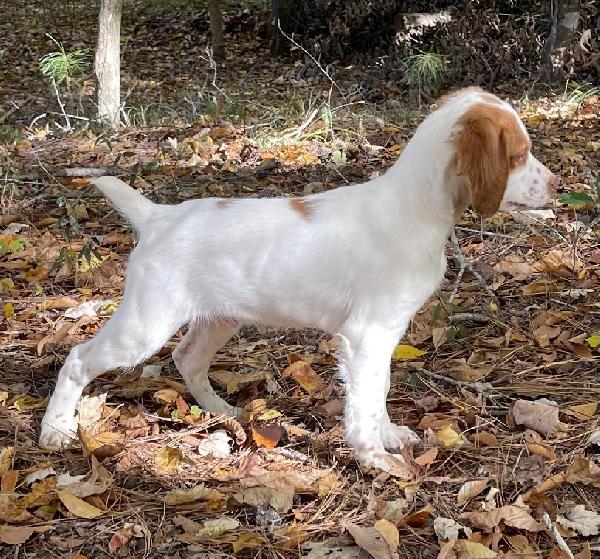 American Brittany
