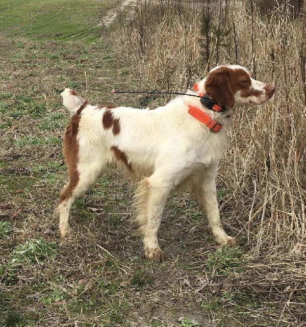 American Brittany