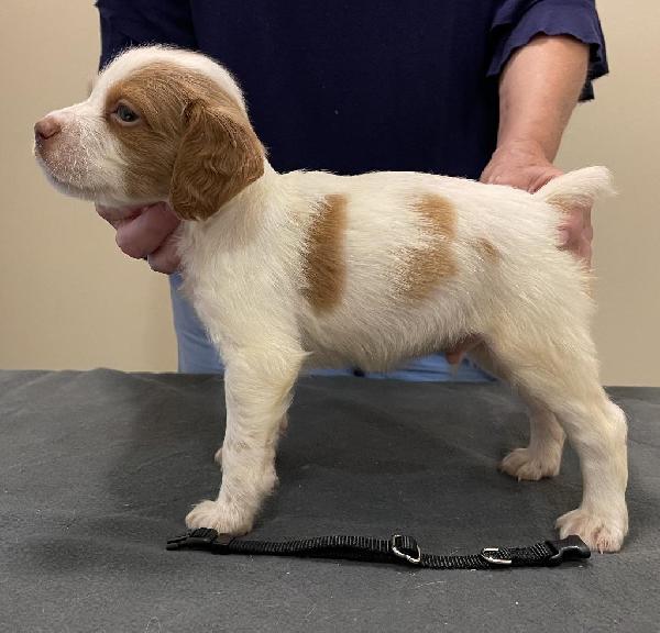 American Brittany