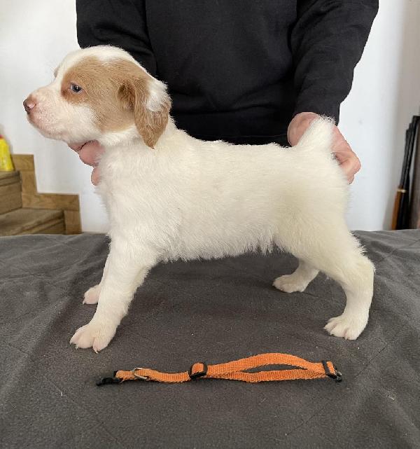 ORANGE COLLAR MALE