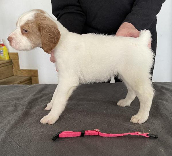 PINK COLLAR FEMALE
