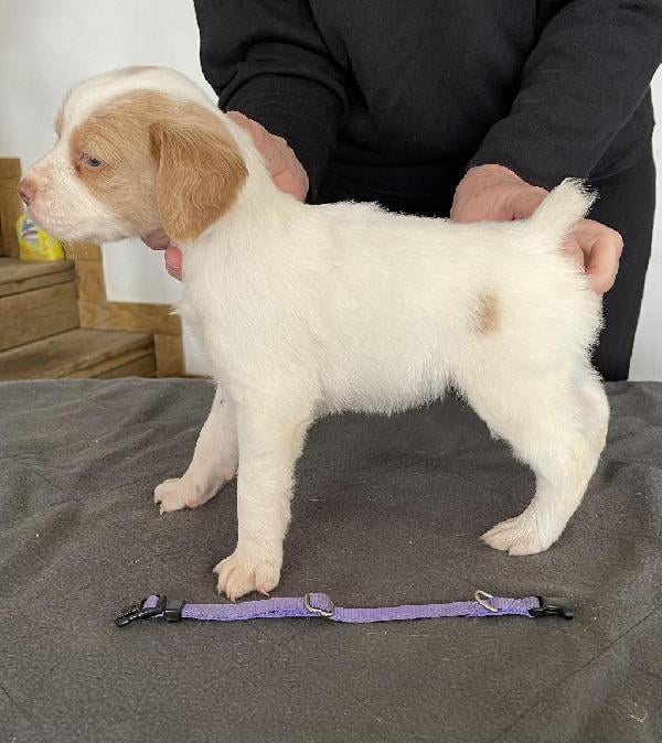 LT. PURPLE COLLAR FEMALE
