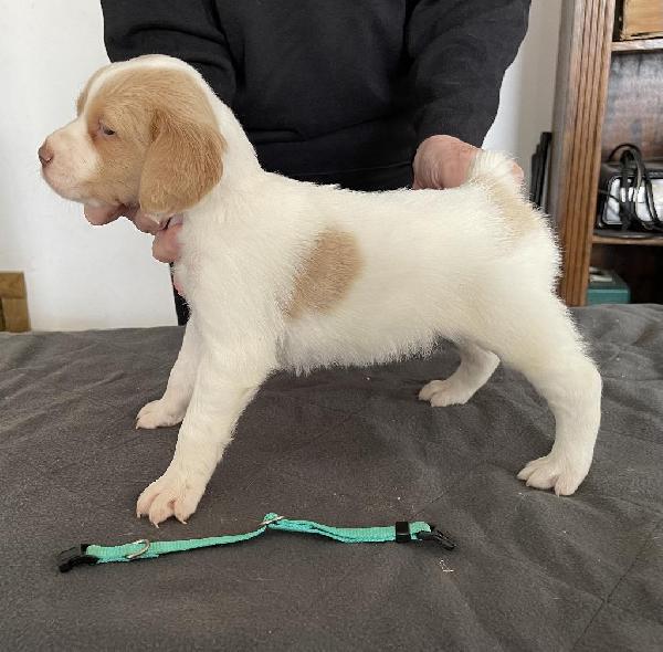 TEAL COLLAR FEMALE