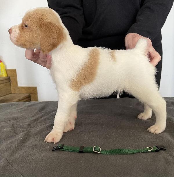 GREEN COLLAR FEMALE