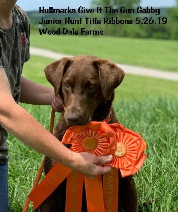 AKC CHOCOLATE LAB JUNIOR HUNTER Labrador Retriever