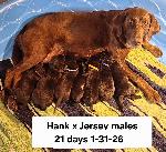 HRCH GMPR HANK MH X HULLMARKS JERSEY JH