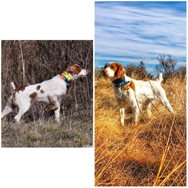 American Brittany
