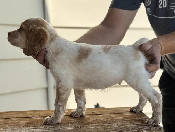 American Brittany