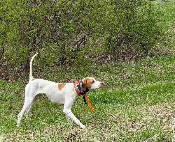 POINTER PUPPIES English Pointer