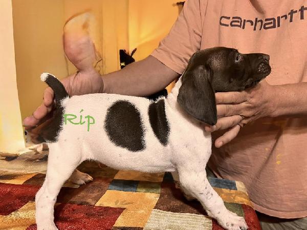 German Shorthaired Pointer