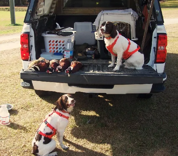 English Springer Spaniel