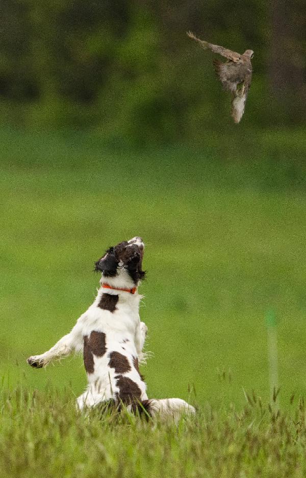 Fionn Flush Leap Copy.jpg