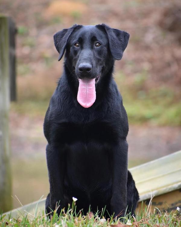 Labrador Retriever