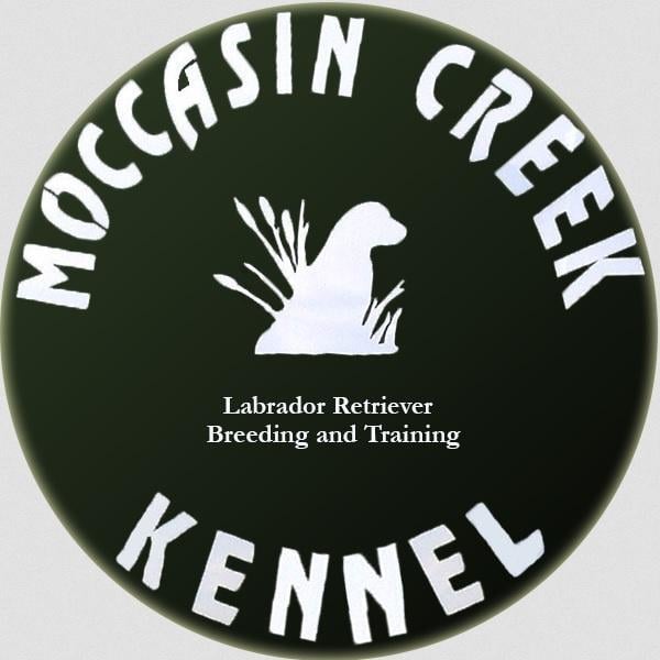 (TX) DUE 11/11/25 LABRADOR PUPPIES FOR SALE Labrador Retriever