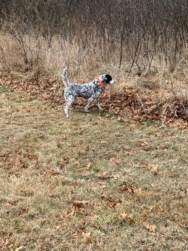 English Setter