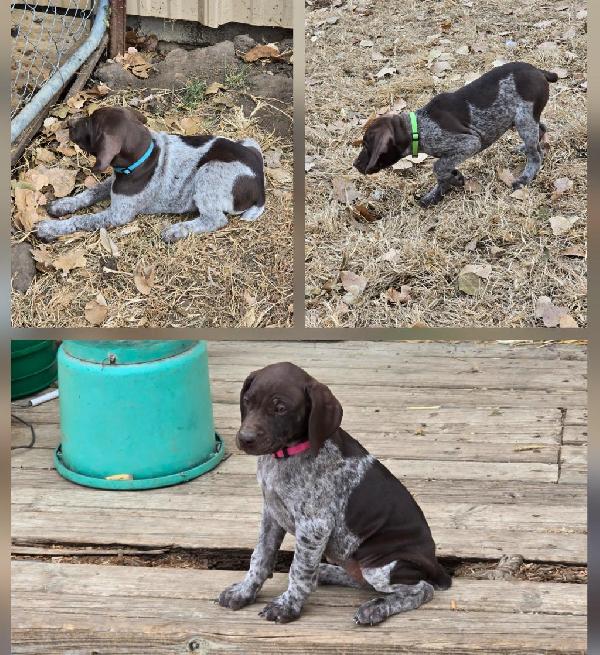 German Shorthaired Pointer