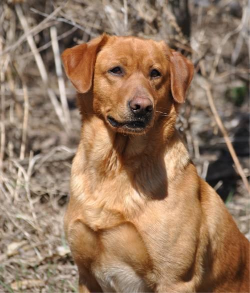 HUNTING DOGS FOR SALE Gun dogs, Bird Dogs, Field Dogs and Sporting Dogs.