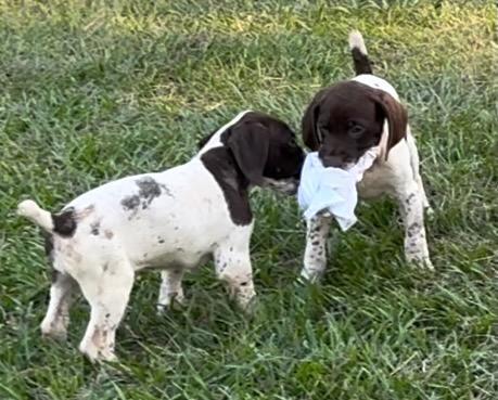 German Shorthaired Pointer