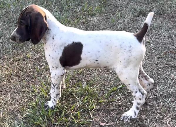 German Shorthaired Pointer