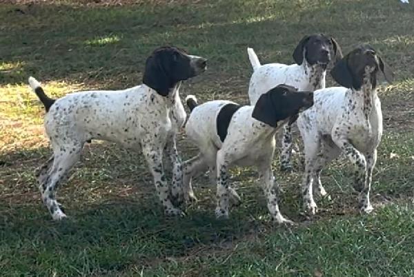 AKC GERMAN SHORTHAIRED PUPPIES German Shorthaired Pointer
