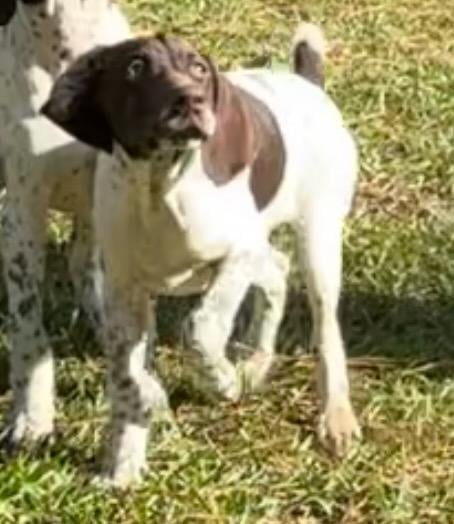 German Shorthaired Pointer