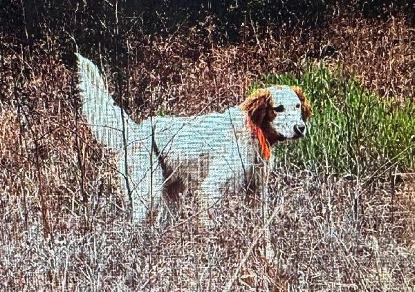 English Setter