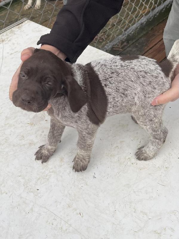 GERMAN SHORTHAIRED POINTER PUPPIES German Shorthaired Pointer