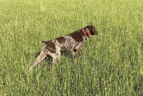German Shorthaired Pointer