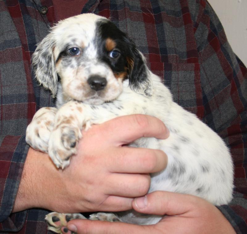 HUNTING DOGS FOR SALE Gun dogs, Bird Dogs, Field Dogs and Sporting Dogs.